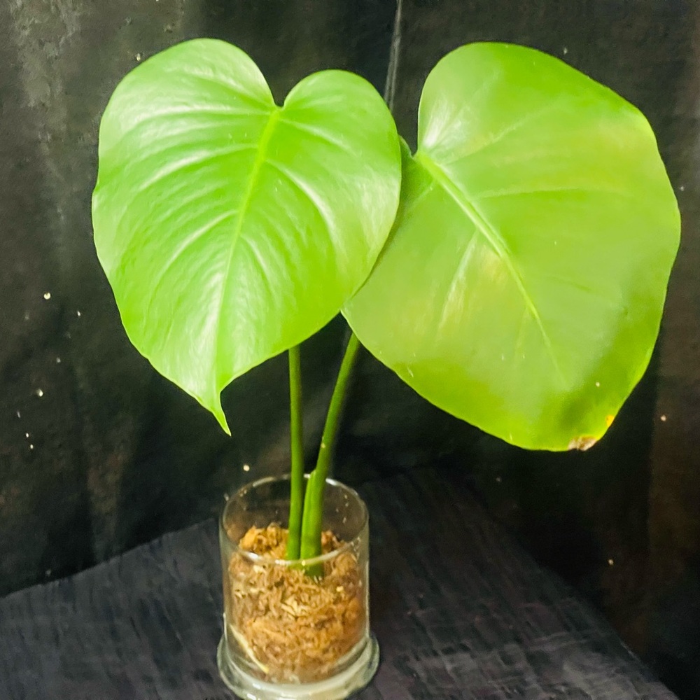 Monstera Deliciosa
